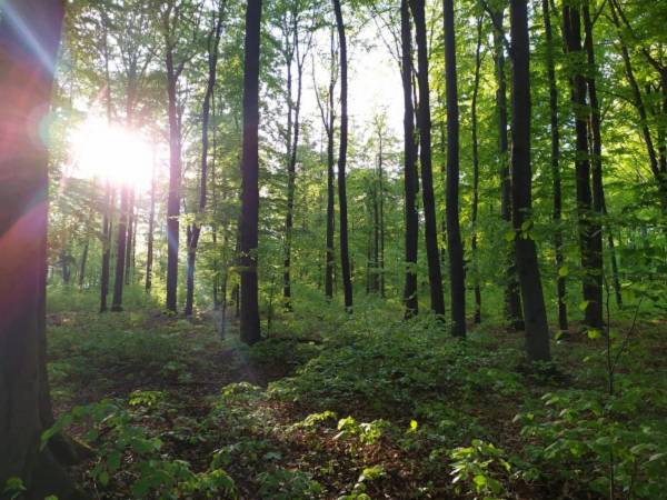 Bukowiec - las po sasiedzku