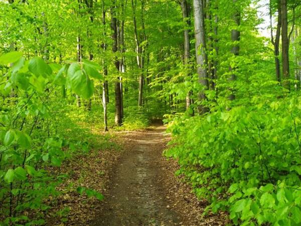 wiosna w naszym Bukowcu