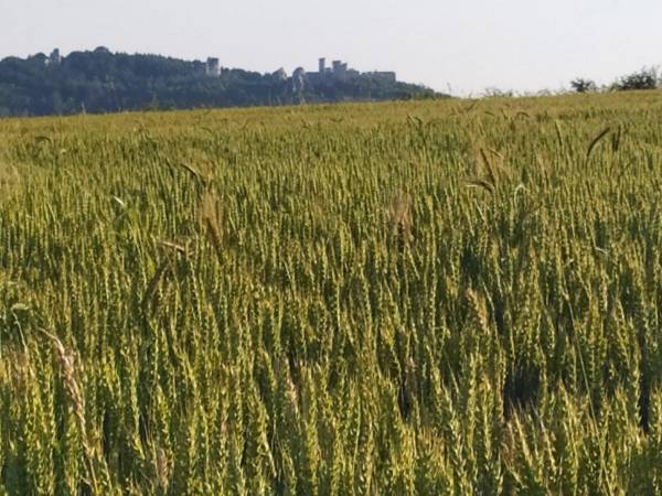 Widok na Zamek Ogrodzieniec