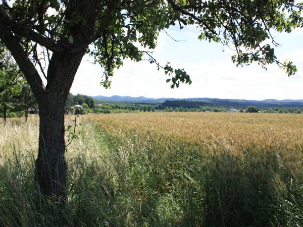 Grusza na miedzy za domem