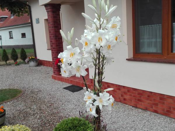 Dom Gościnny JAŚMIN