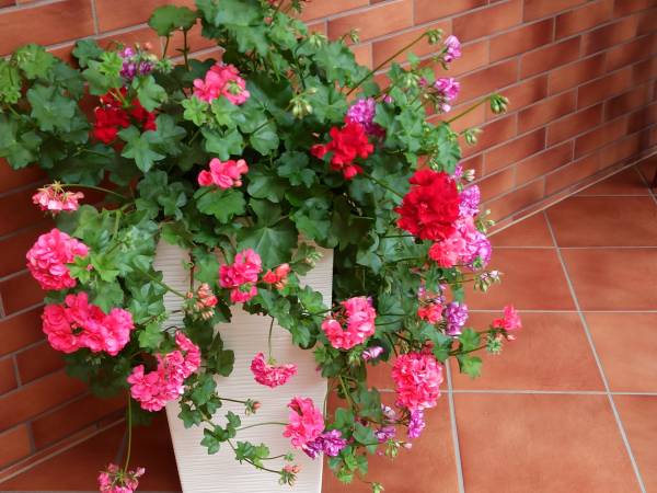 Dom Gościnny JAŚMIN