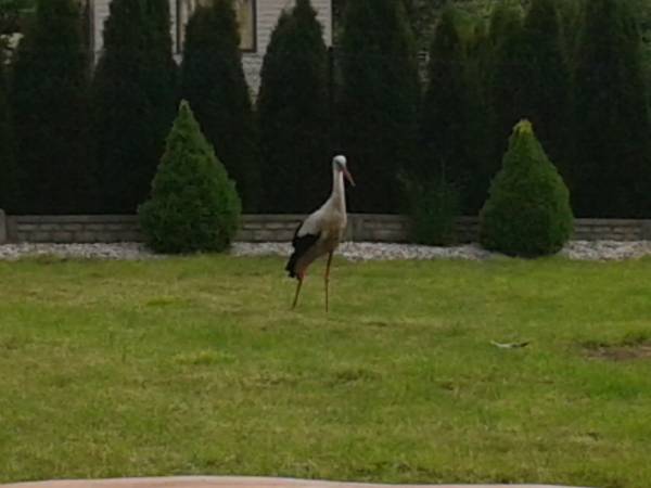 Goście na działce:)