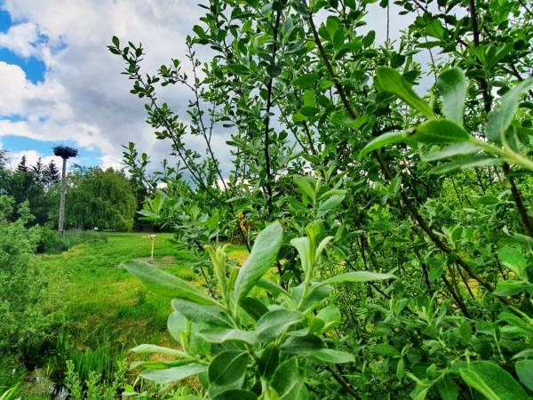 Domki do wynajęcia - Pod Bocianami 