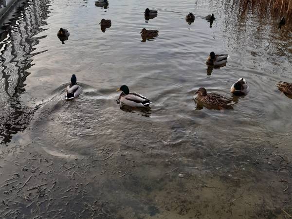 Kaczki nad jeziorem kierskim
