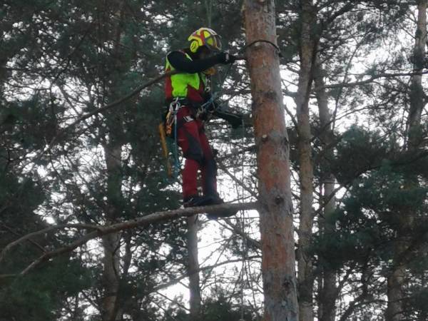 Pielęgnacja drzew w ośrodku