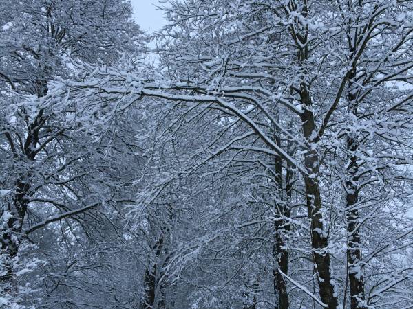 Leśne ścieżki w zimowym klimacie