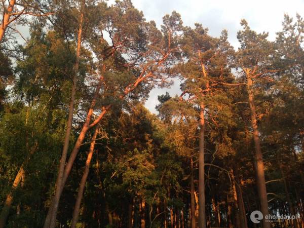 Domki Między Sosnami