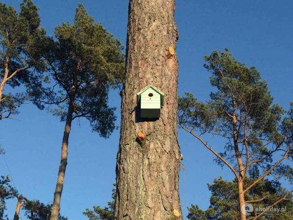 Domki Między Sosnami