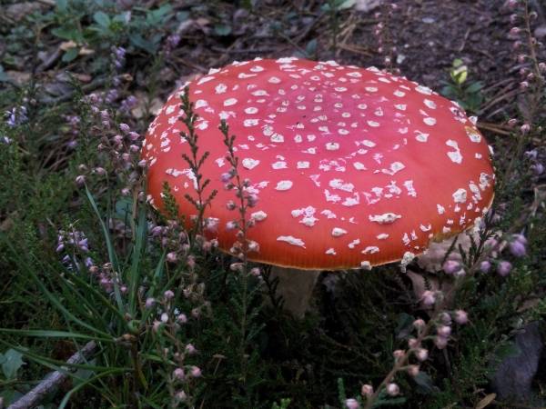 Ostoja Wypoczynku Dom, Pokoje Do Wynajęcia