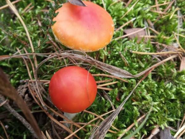 Ostoja Wypoczynku Dom, Pokoje Do Wynajęcia