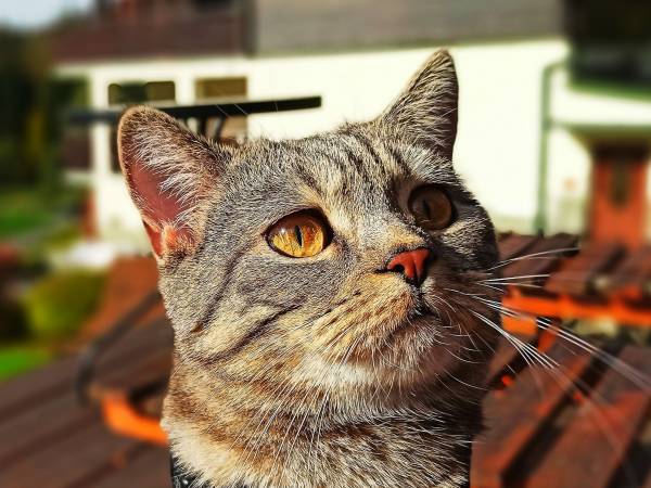 Wiślany Raj Pokoje i Apartamenty