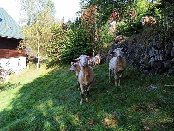 Wiślany Raj Pokoje i Apartamenty