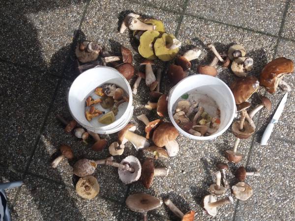 wrześniowe grzybobranie