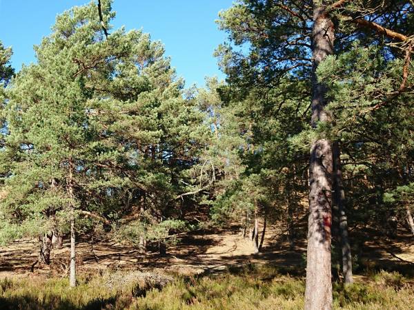 nadmorski las w drodze na plażę