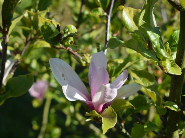 Roślinność na działce