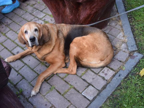 AKCEPTACJA ZWIERZĄT