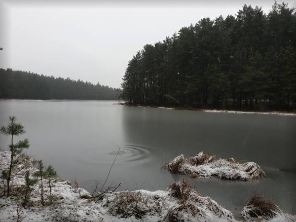 Jeziorko dystroficzne nieopodal posesji