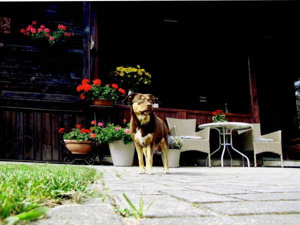 APARTAMENT Z KOMINKIEM I ELEGANCKIE POKOJE U ŚLIWÓW