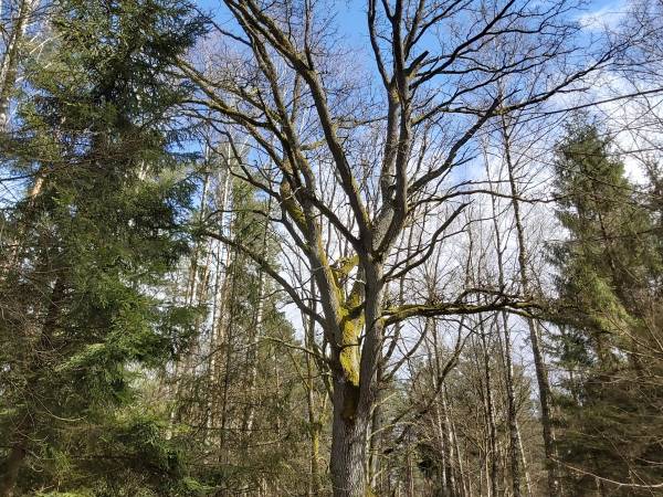 Lasy w Okół Ostrowite