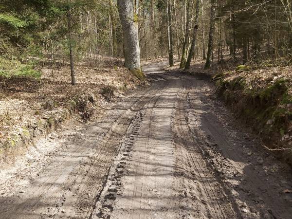 Lasy w Okół Ostrowite