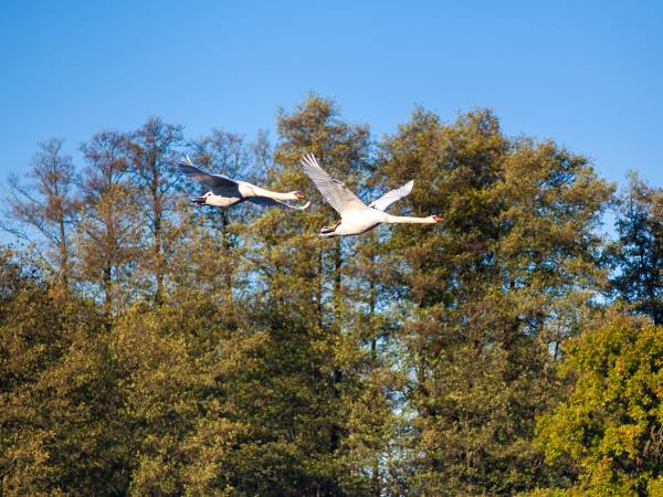 Stadnina Ta Merij Arabians nad Bugiem