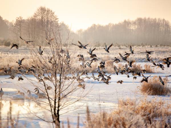 Stadnina Ta Merij Arabians nad Bugiem