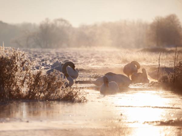 Stadnina Ta Merij Arabians nad Bugiem