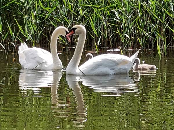 PENSJONACIK JEZIORAK -pokoje gościnne