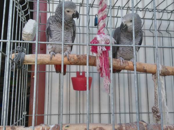 Luluś i Lila gadające ptaki