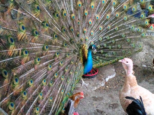 Nasze ptaki przy Pokojach Gościnnych.