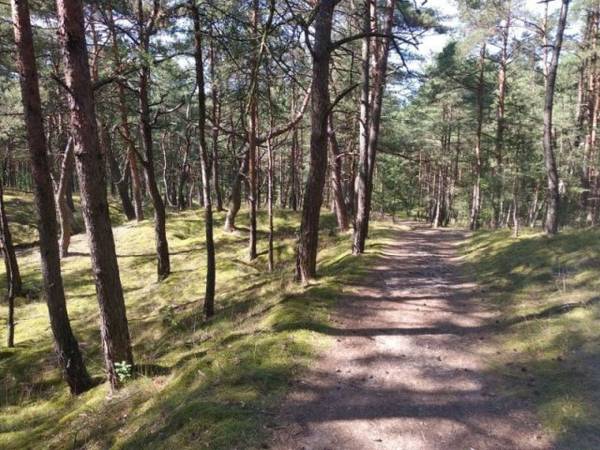 droga przez piękny sosnowy las