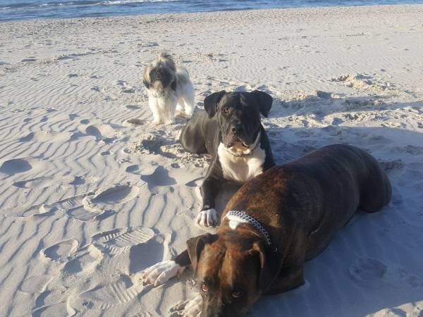 Akceptujemy zwierzęta ;-)