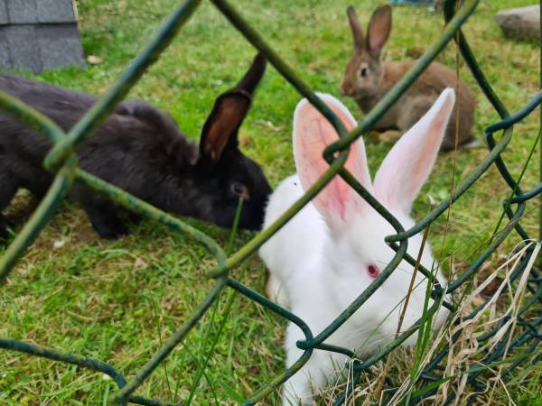 DOMKI i pokoje nad Jeziorem Solińskim