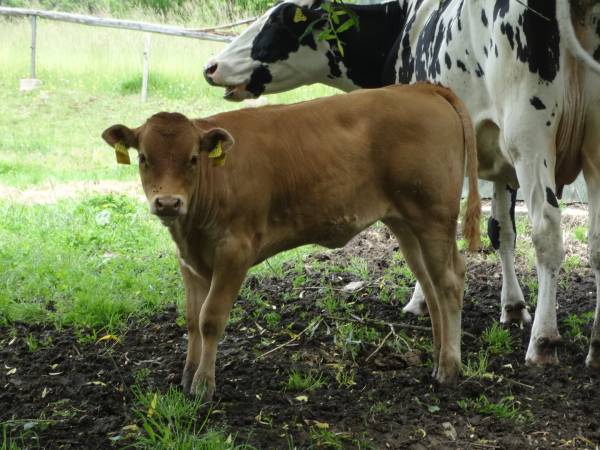 Gospodarstwo Ekoturystyczne Pod Srebrną Górą