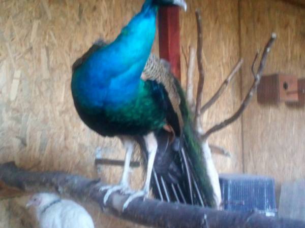 Nasz paw przy Pokojach Gościnnych.