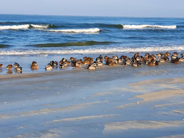 Apartament u Jasia i Małgosi