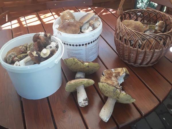 Grzybobranie :)