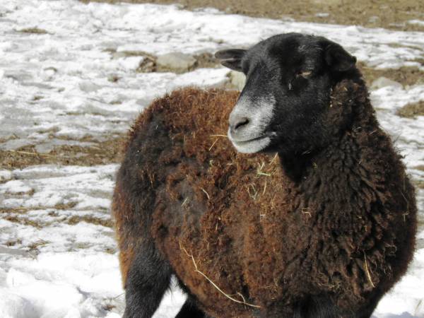Najbliższe Mini Zoo