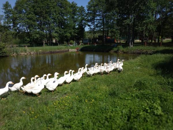 Gąski przy naszym Stawie