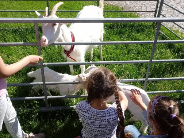 Gospodarstwo Agroturystyczne Marianówek