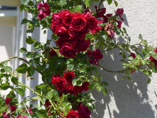 Dom Wypoczynkowy Aleksandra