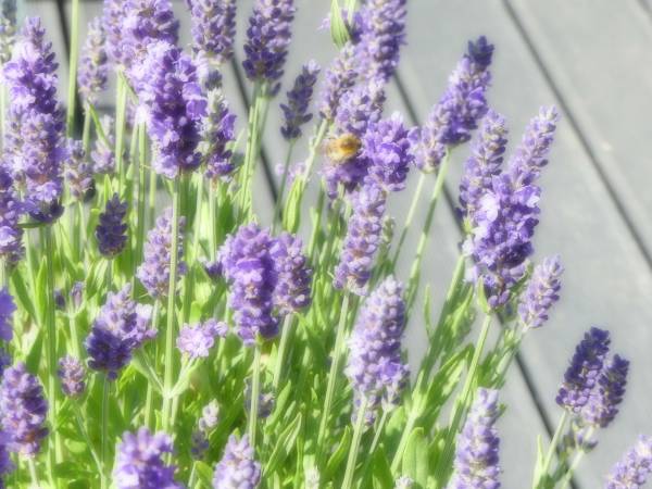 Dom Wypoczynkowy Aleksandra