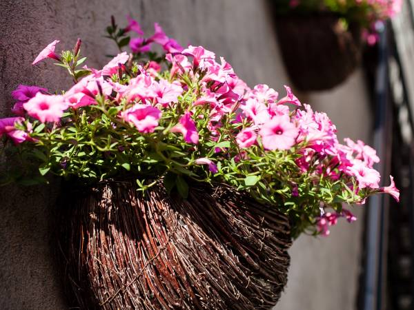 Hortensjowy Zakątek