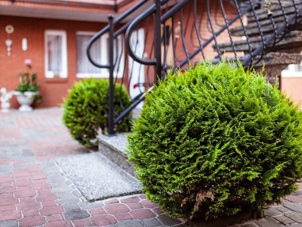 Hortensjowy Zakątek