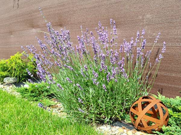 Apartament Slowly Zamość - na wyłączność, z ogrodem