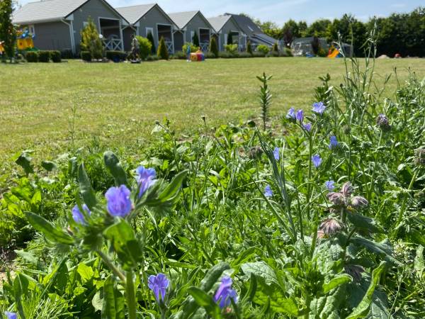 Łąka kwiatowa z owadami