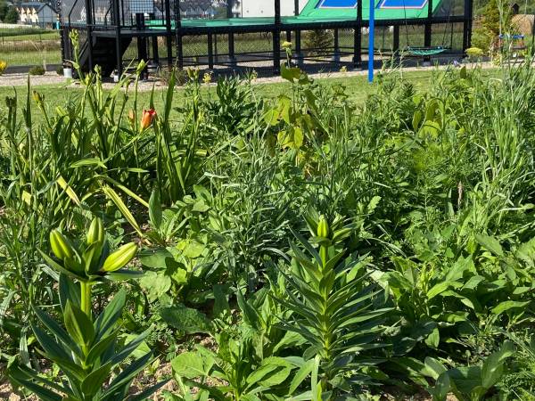 Trampolina sportowa wśród kwiatów