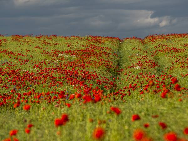 Ośrodek Wypoczynkowy DRAWA