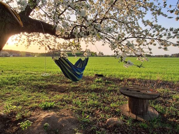 Odpoczynek w hamaku pod czereśnią 